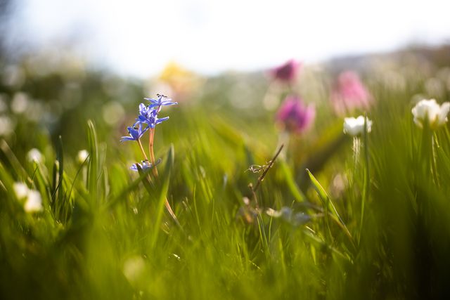 Fleurs